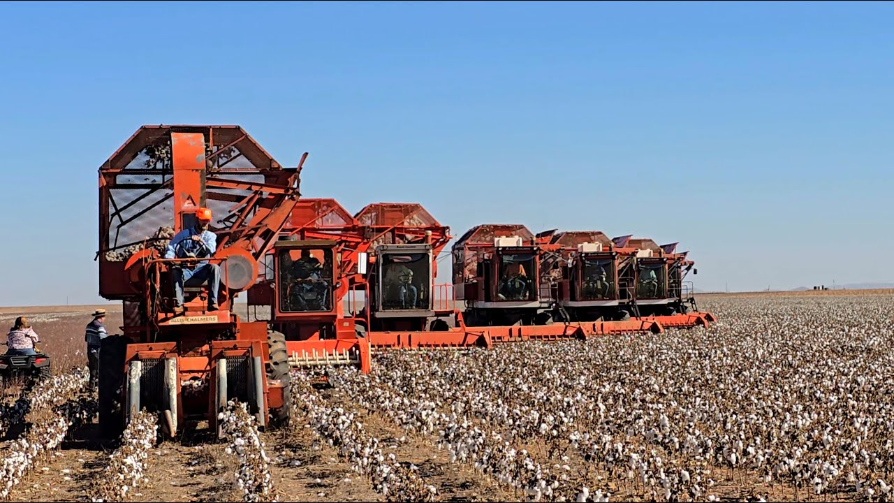 Allis Cotton Days 2025 Field Footage