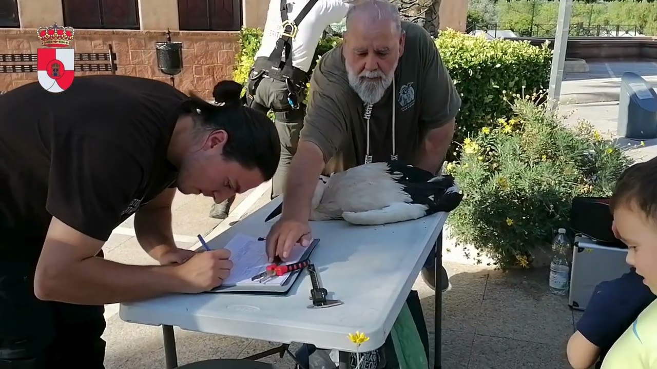 ANILLAMIENTO DE CIGUEÑAS EN VVA DE LA REINA 27 5 25