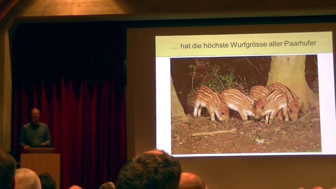 Referat: Erfolgreiche Wildschweinbejagung auf Schweizerdeutsch 22. Nov. 2016