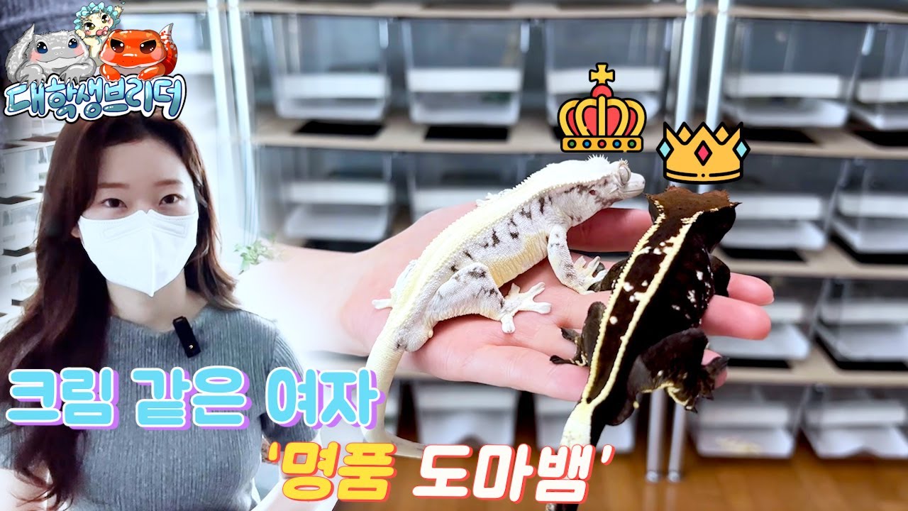 여신 브리더로 유명하신 휘핑크림님의 크레 아이들을 공개합니다!