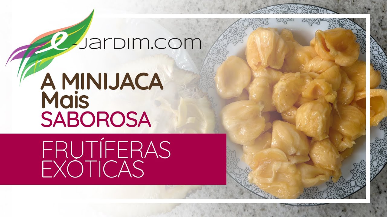 A MINIJACA Mais SABOROSA - Frutíferas Exóticas | Sítio E-Jardim