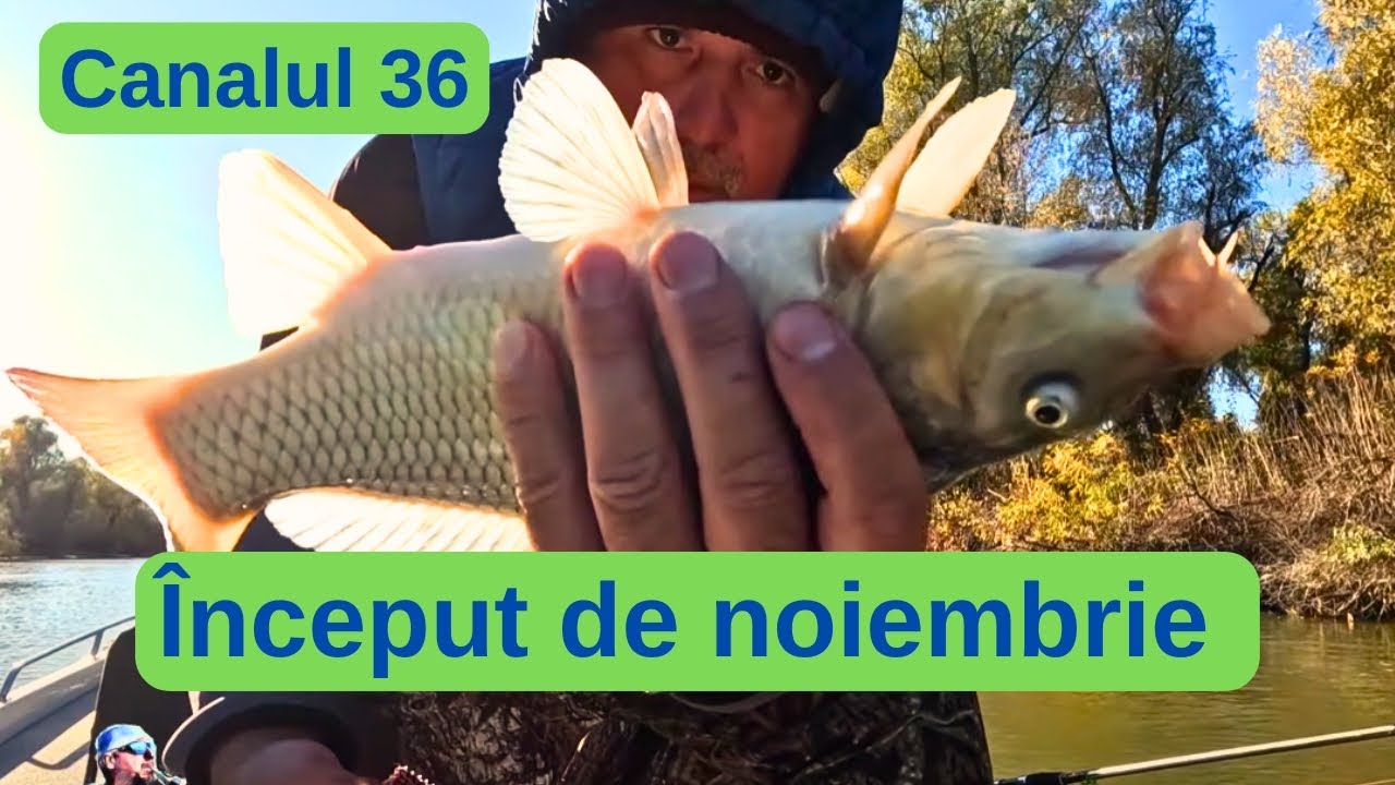 Început de noiembrie pe Canalul 36