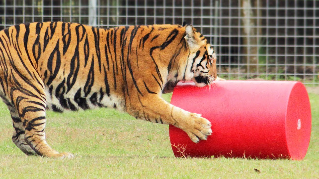 Lions & Tigers & 2.5 Acres - Oh My!