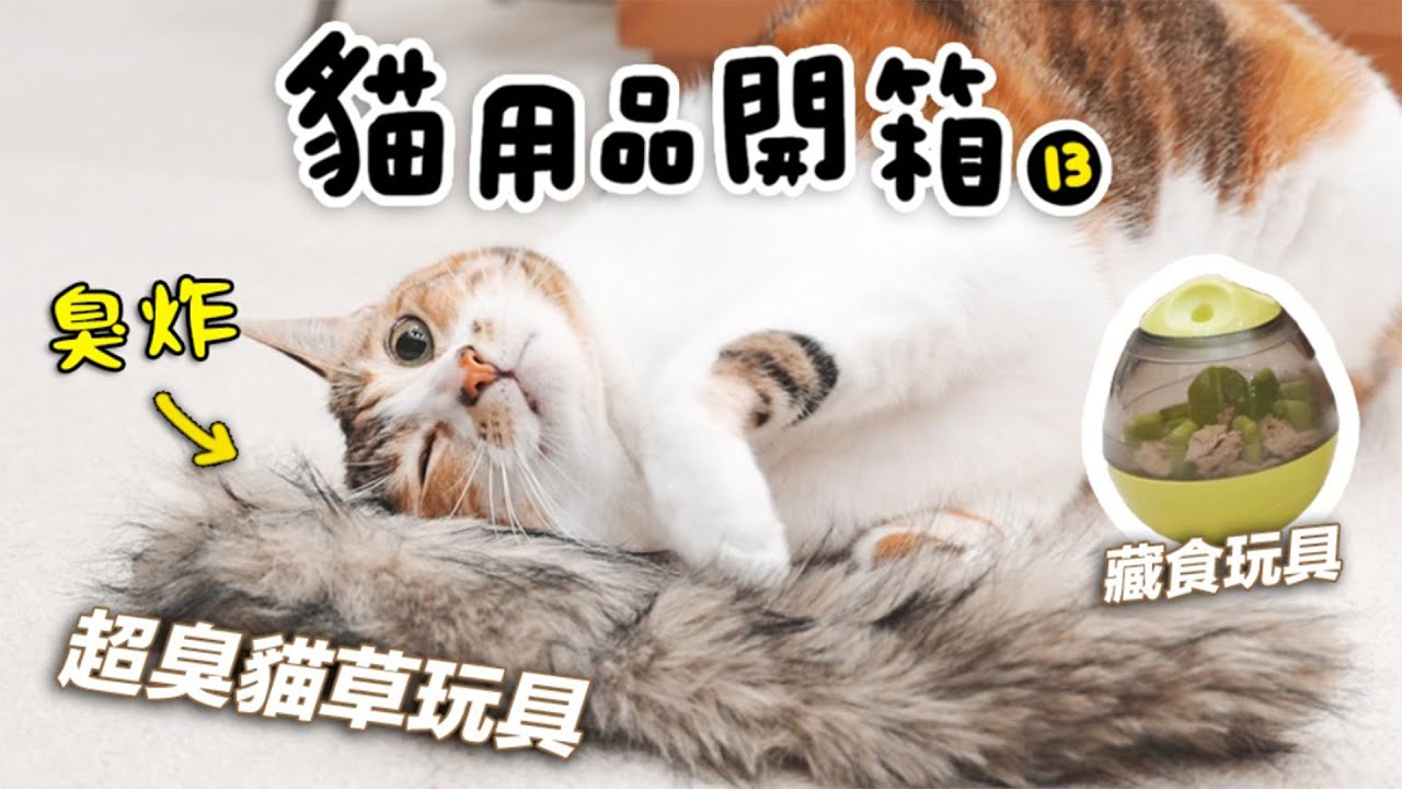 #貓用品開箱【超臭貓草玩具竟超受歡迎？整隻貓都臭掉！｜藏食玩具｜大創坐墊】志銘與狸貓