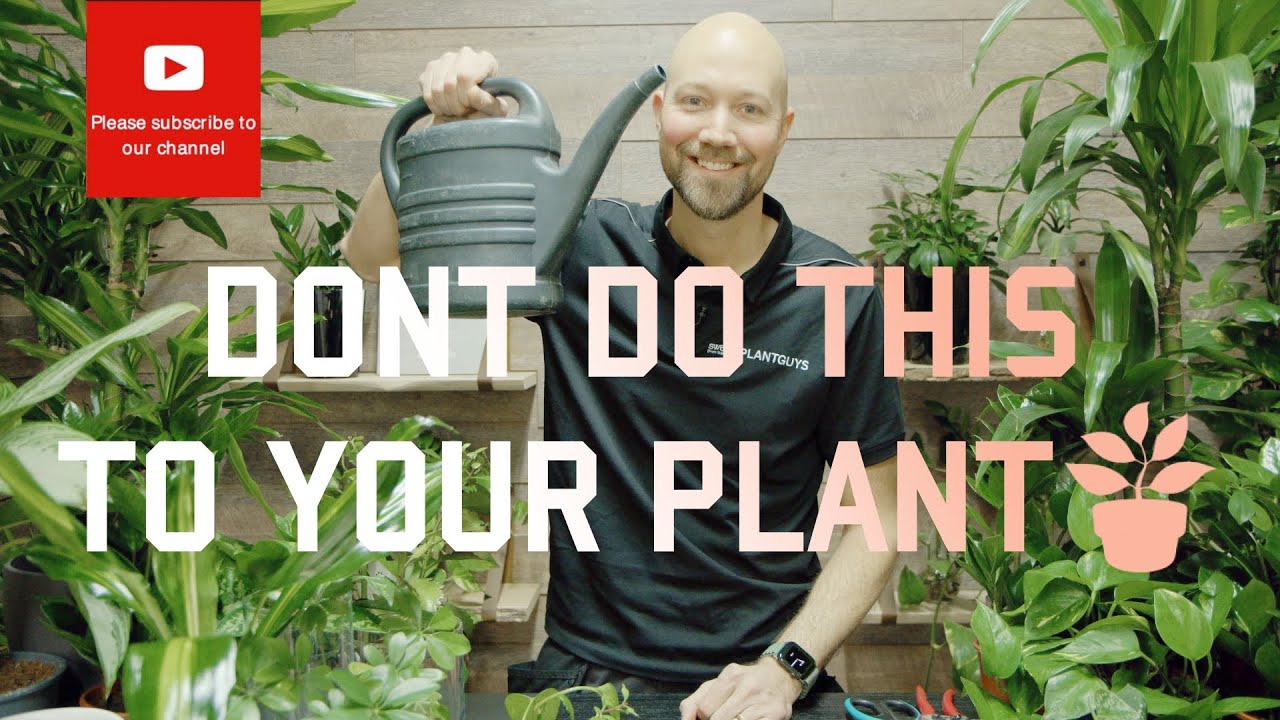 Don&rsquo;t do this mistake to your plant 🌱