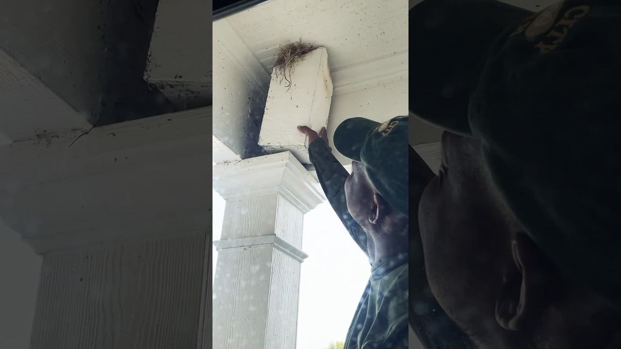 Just removing the heart attack birds nest from the front porch.