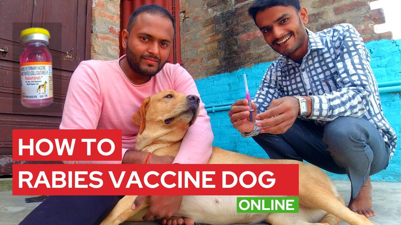 एकदम डर सी गई है | Importance for a Rabies Injection | Rabies vaccine // Combined vaccine. 💉