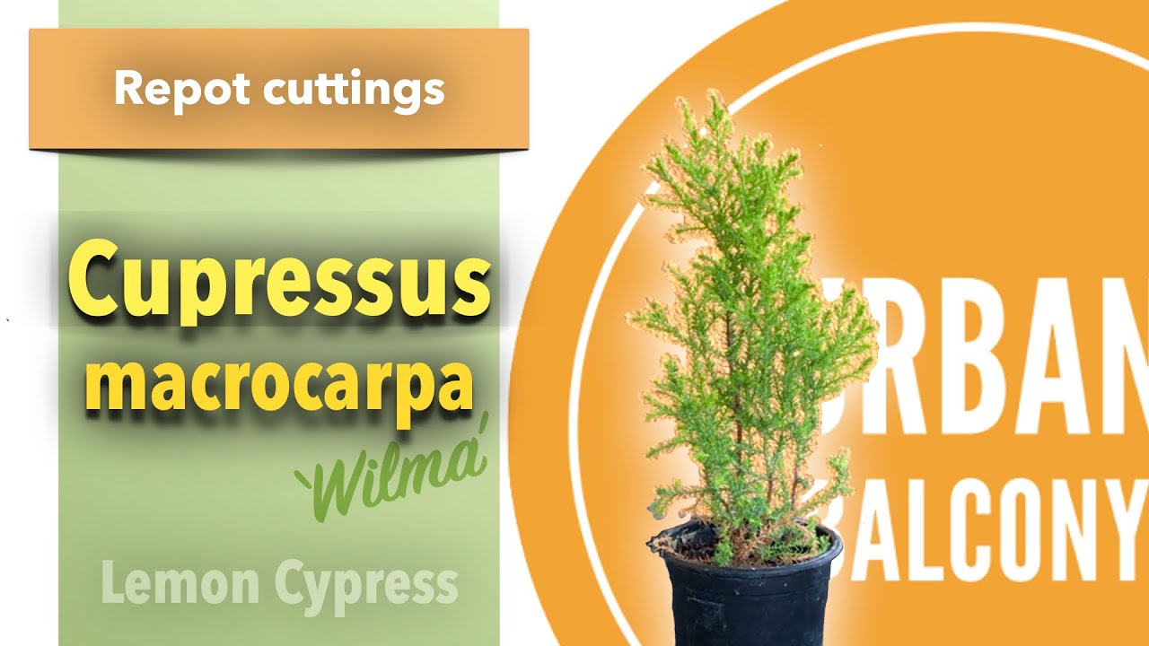 Transplanting Lemon Cypress Cuttings, Spring 2021