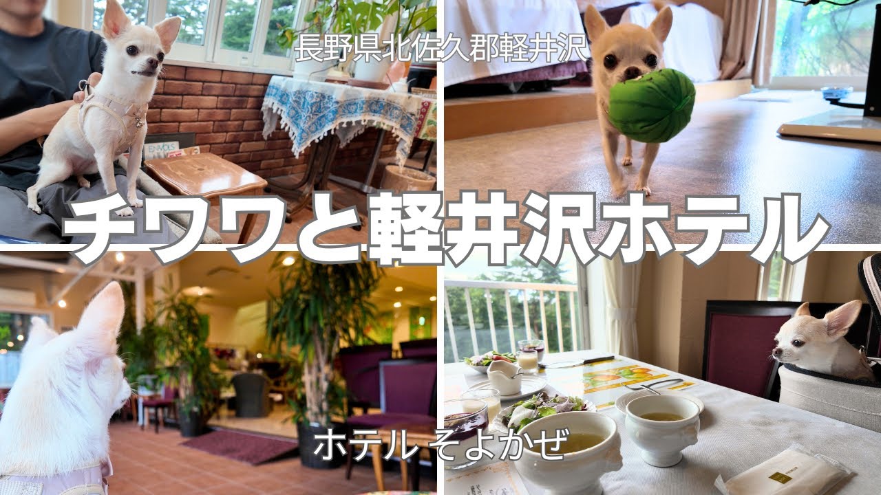 【バースデー旅行】クスッと笑えるチワワの可愛い旅行はこちらです//軽井沢・そよかぜ・40代夫婦のVlog