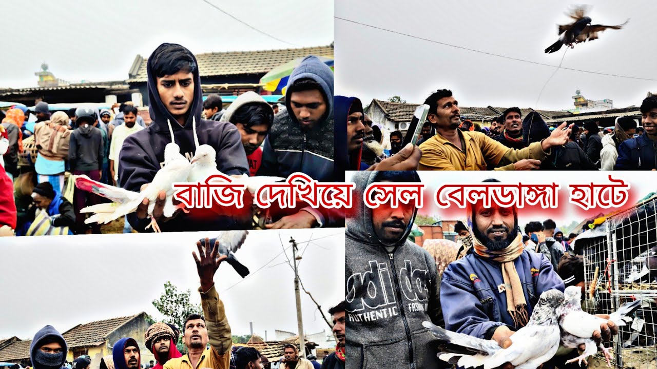 ৩০০ টাকায় বাজির কবুতর বেলডাঙা হাটে#pigeon #pigeonlaver #everyone #for you#viralvideo 