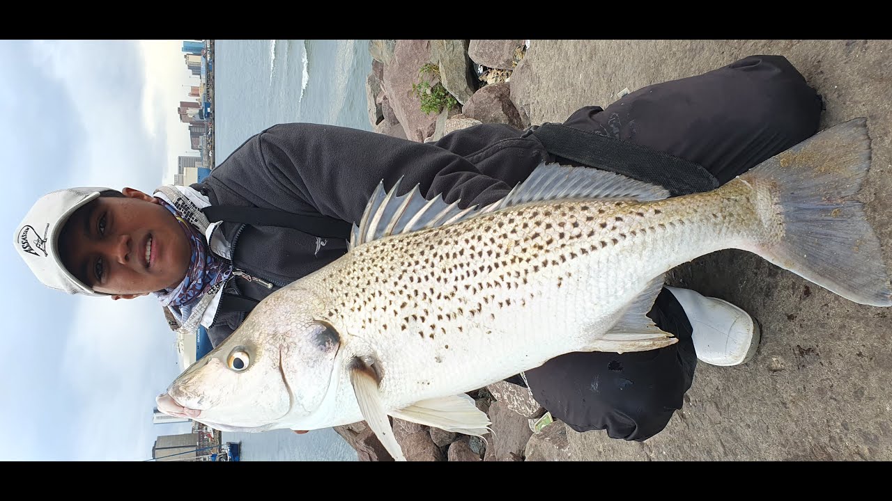Catching GIANT Spotted GRUNTERS  In Durban Harbour  #FishingLife #Fishing Grunter #DurbanHarbour