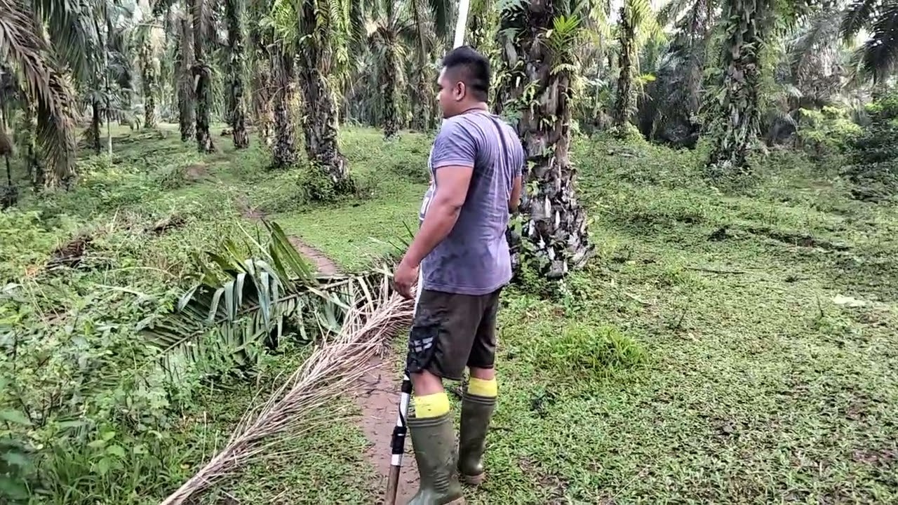 Manen sawit pokok tinggi. Buahnya banyak. #like #subscribe @PetaniSawitLangkat 