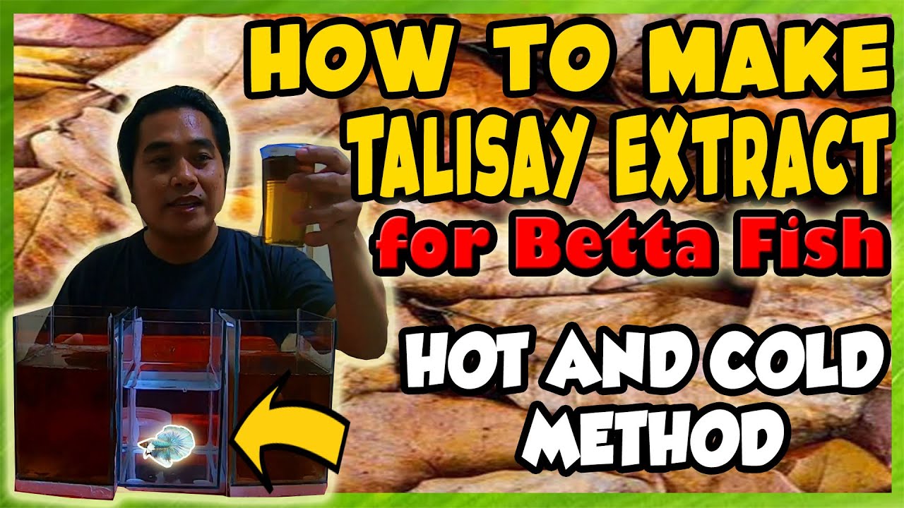 PAANO GUMAWA NG TALISAY EXTRACT SA BETTA | HOW TO MAKE INDIAN ALMOND LEAVES EXTRACT 2021 TAGALOG