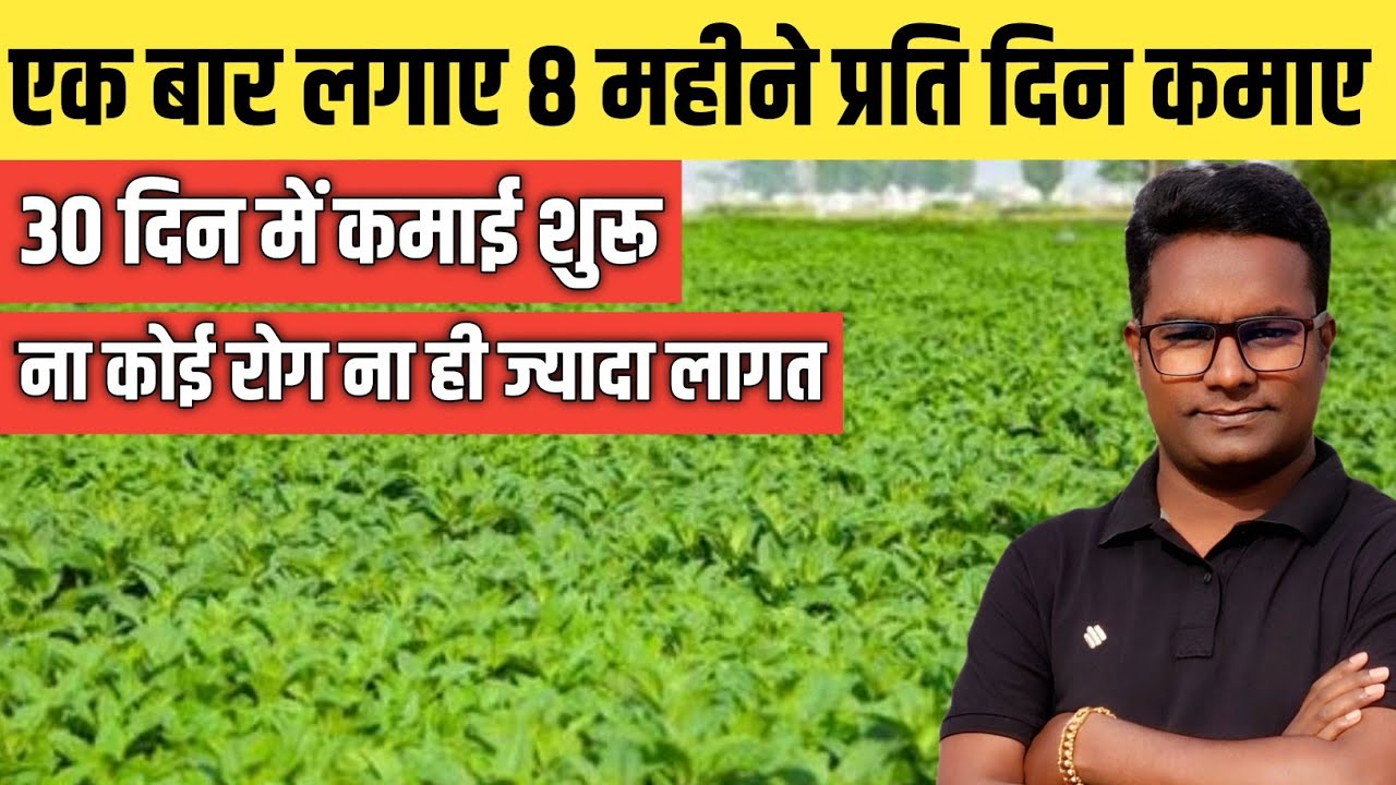 एक बार लगाए रोज कमाए 8 महीने तक ना कोई रोग ना कोई खर्चा । पुदीना की खेती  Pudina ki kheti kaise kare