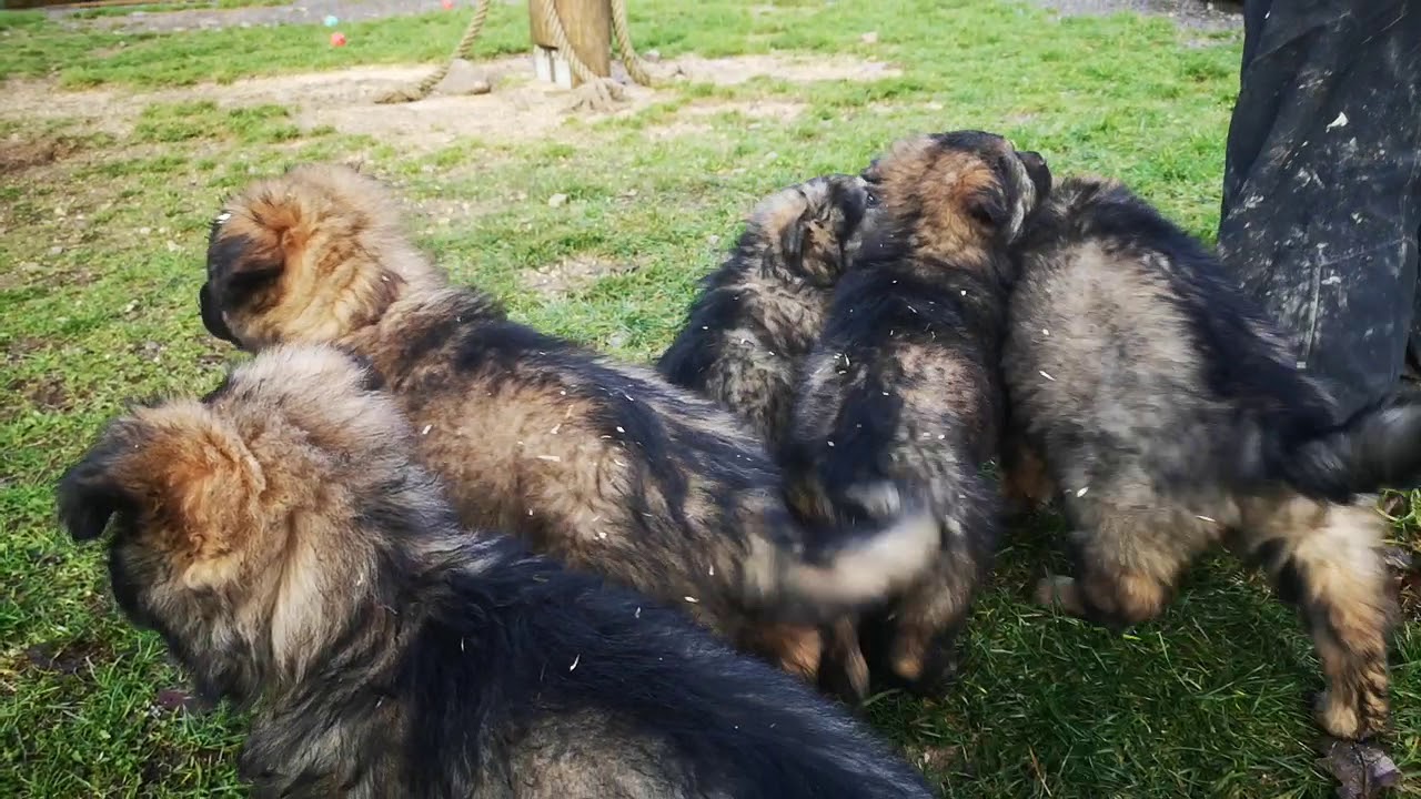 Les chiots de Neela et de Nekha dans leur septième semaine.