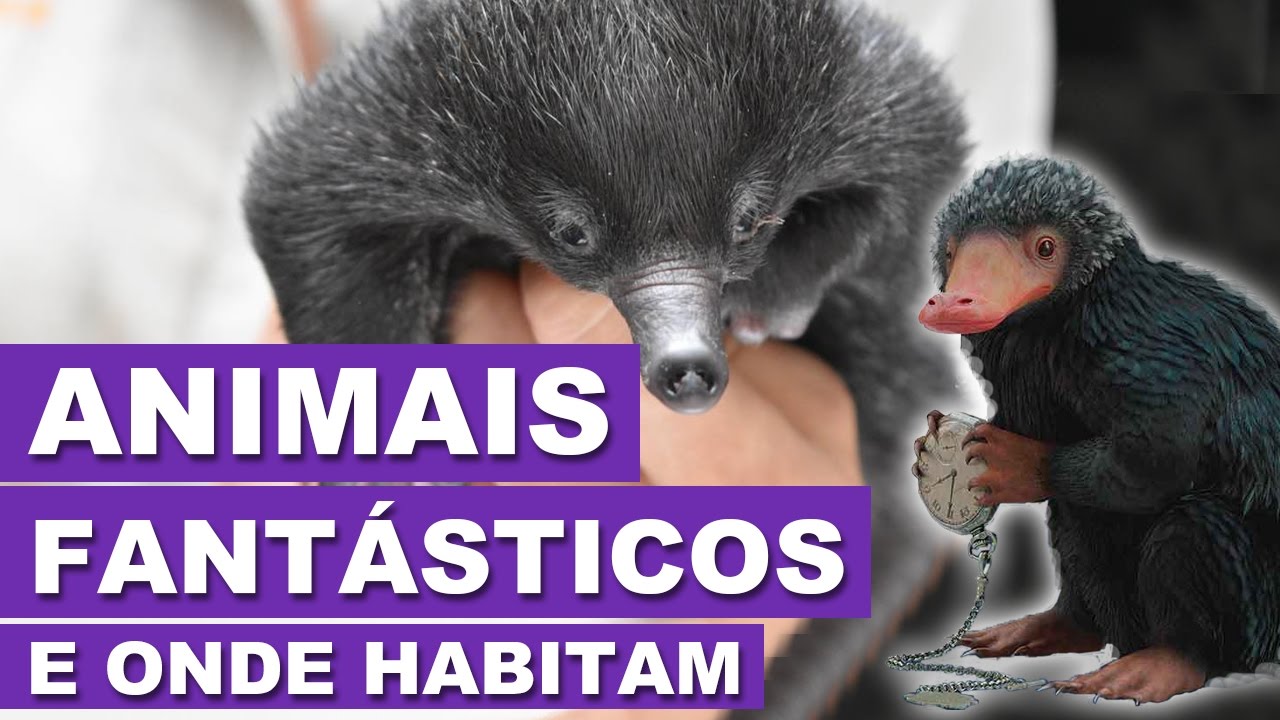 FILME ANIMAIS FANTÁSTICOS - 5 ANIMAIS QUE INSPIRARAM