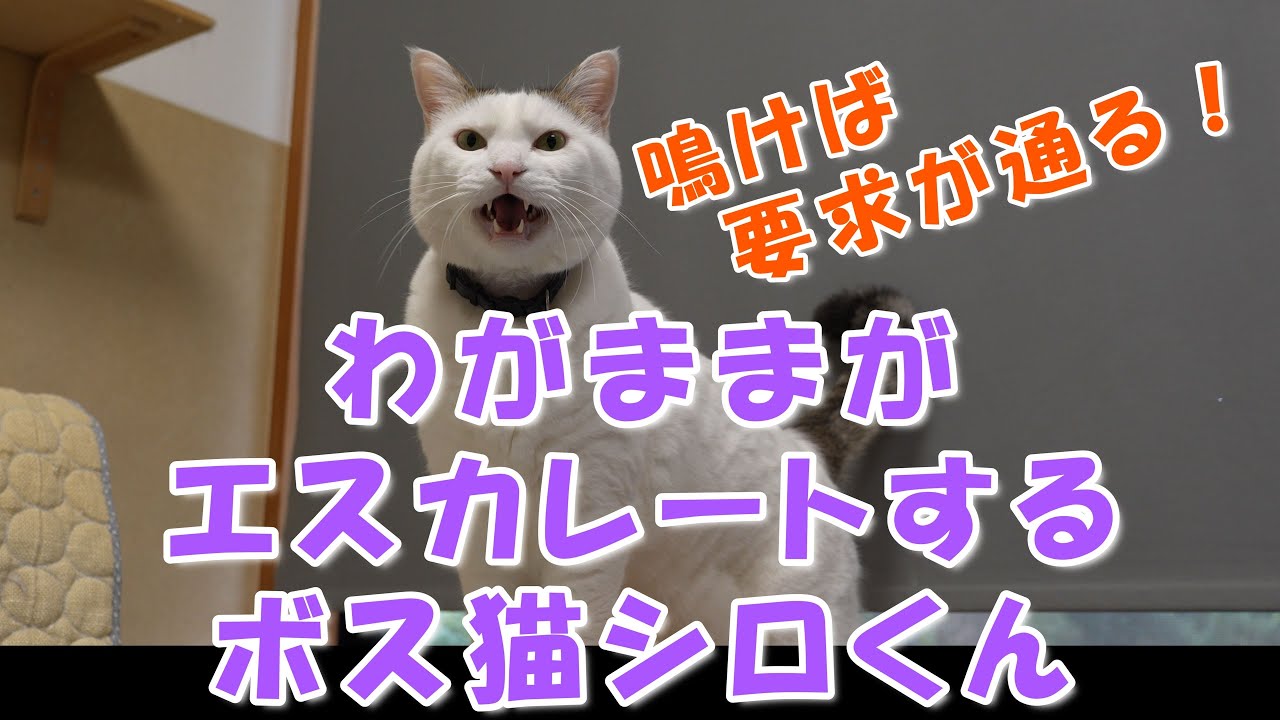 わがままがエスカレートするボス猫「シロくん」