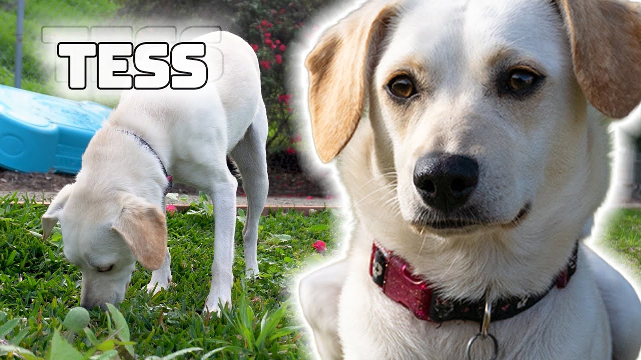 Meet Tess!