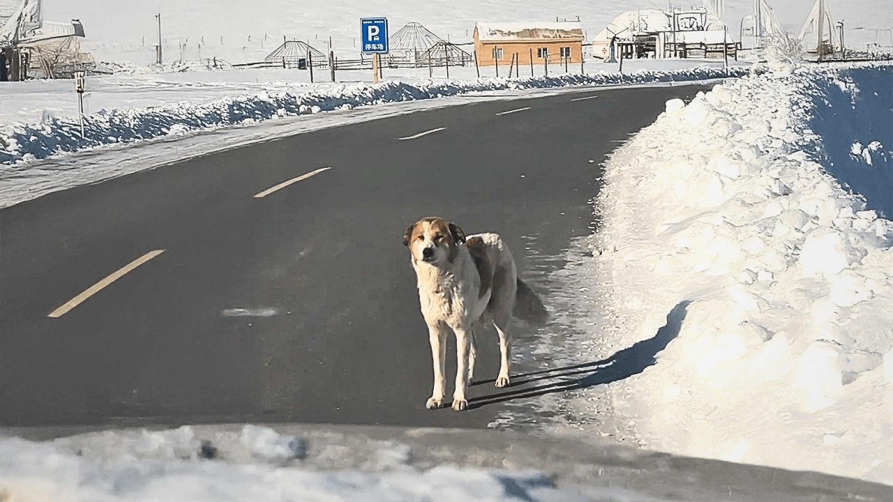 Бродячая собака на снежной дороге остановила мою машину, будто долго ждала, чтобы я забрал её домой.