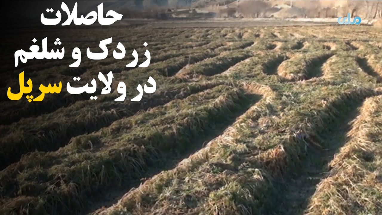 میهن من | حاصلات زردک و شلغم در ولایت سرپل