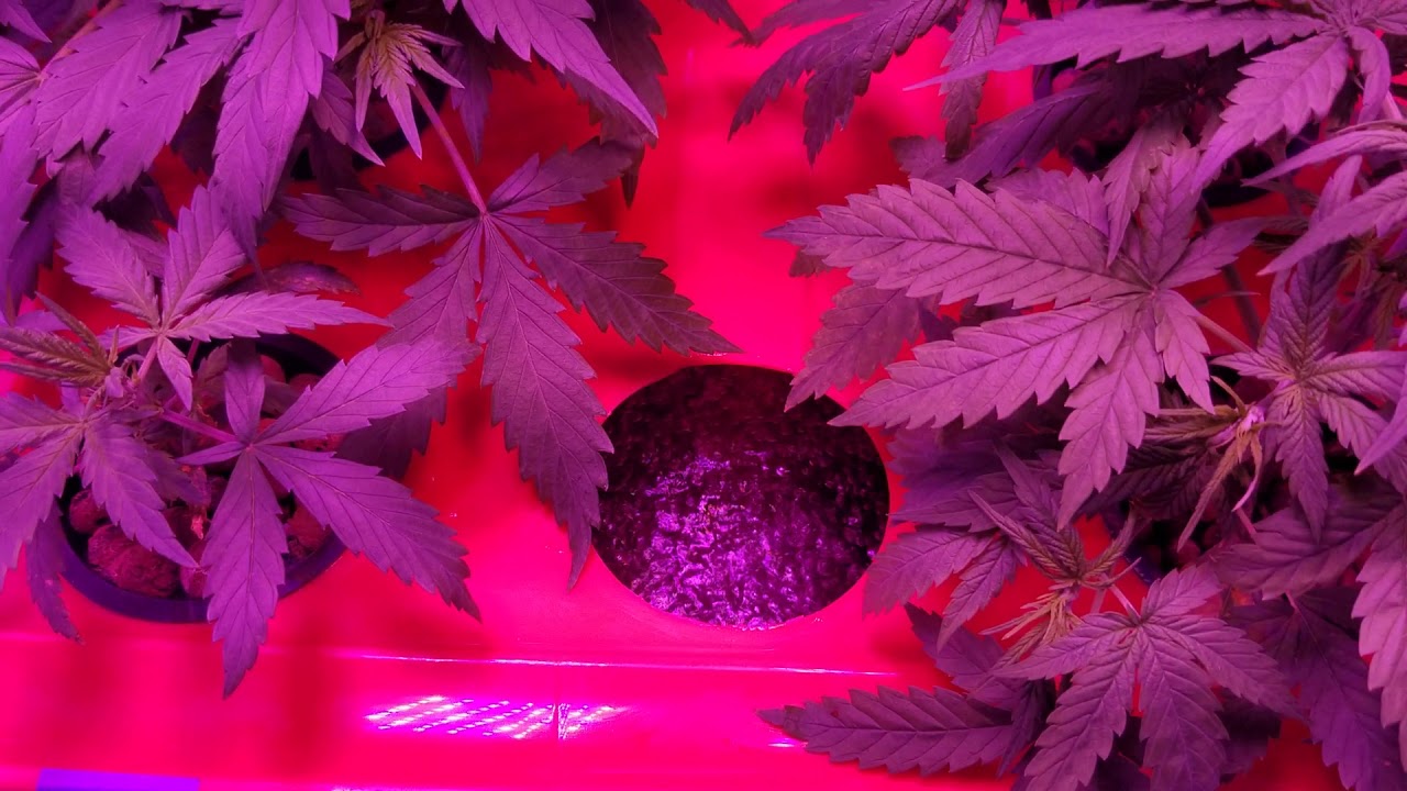 EZHYDROGROW DWC Hydroponics