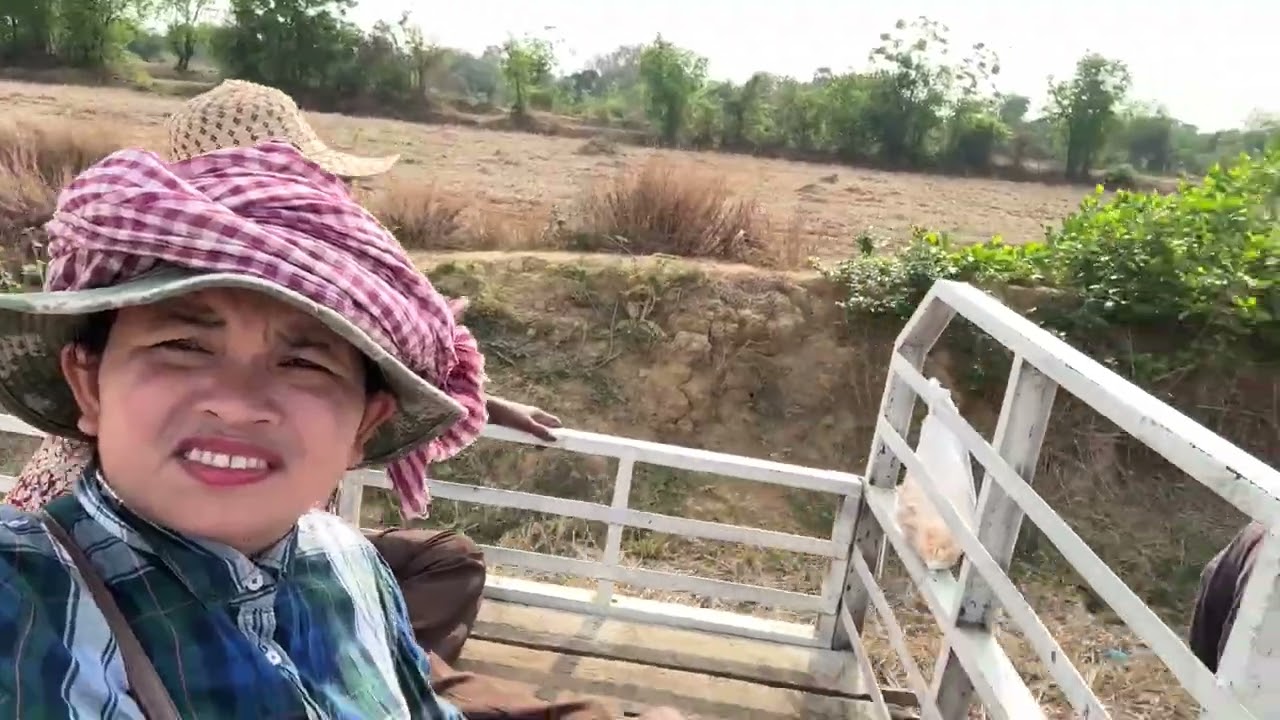 Gathering firewood at the rice field