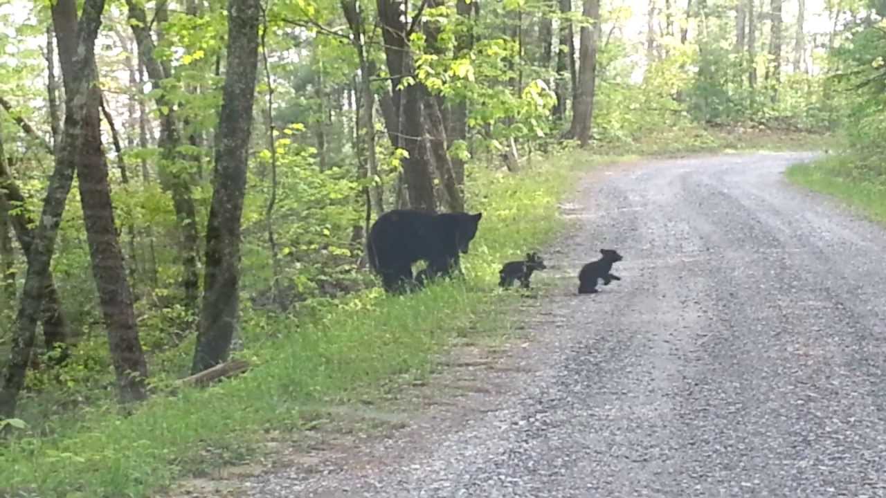Bear with three cubs - Cades Cove - Smoky Mountains