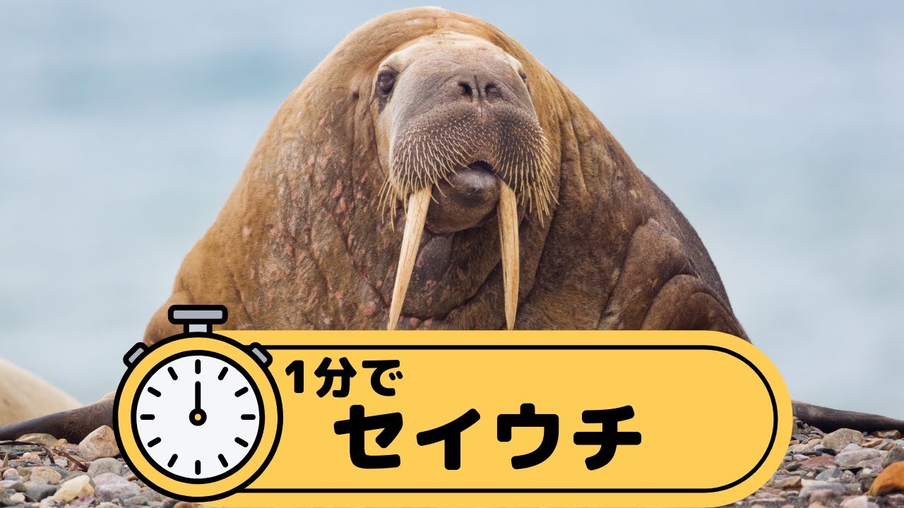 1分でセイウチ