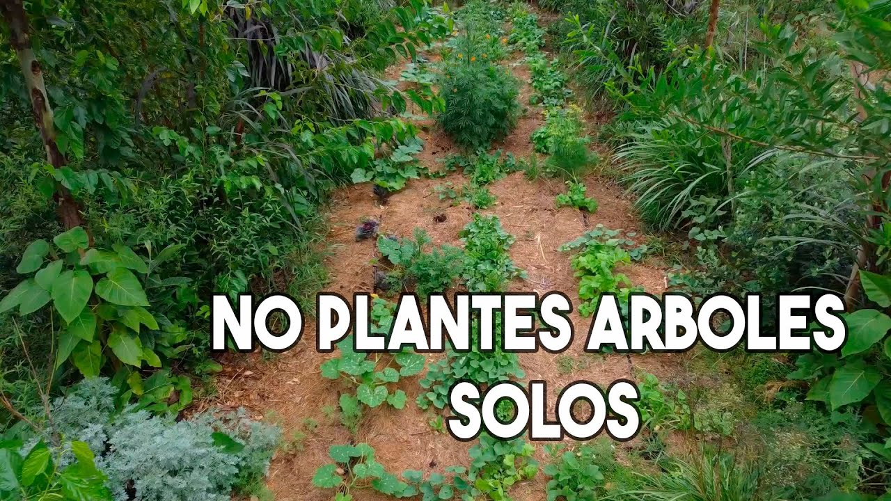 CÓMO PLANTAR ÁRBOLES según la Agroforestería & la Permacultura