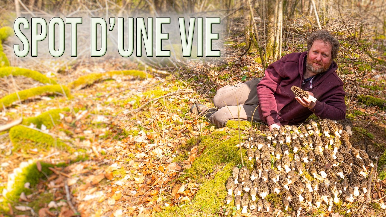 109 morilles coniques sur un seul spot&hellip; du jamais vu !