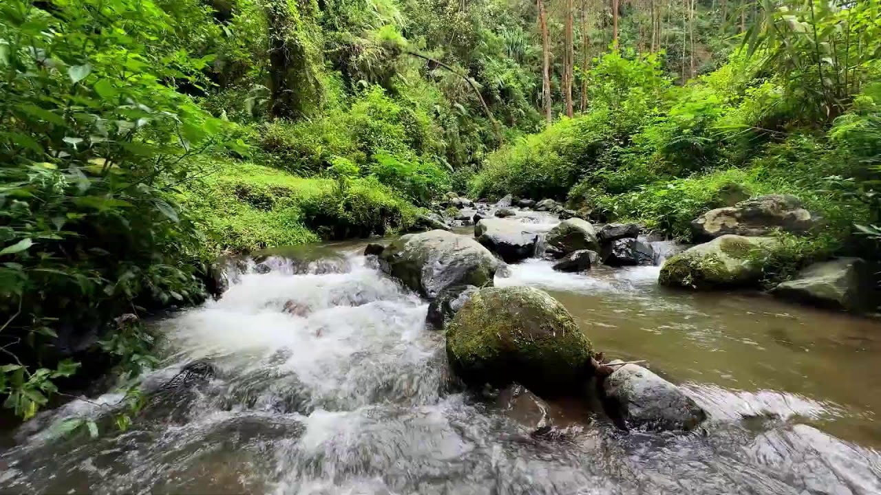 Tranquil river relaxation in dark forest sky helping your mind drift into deep sleep