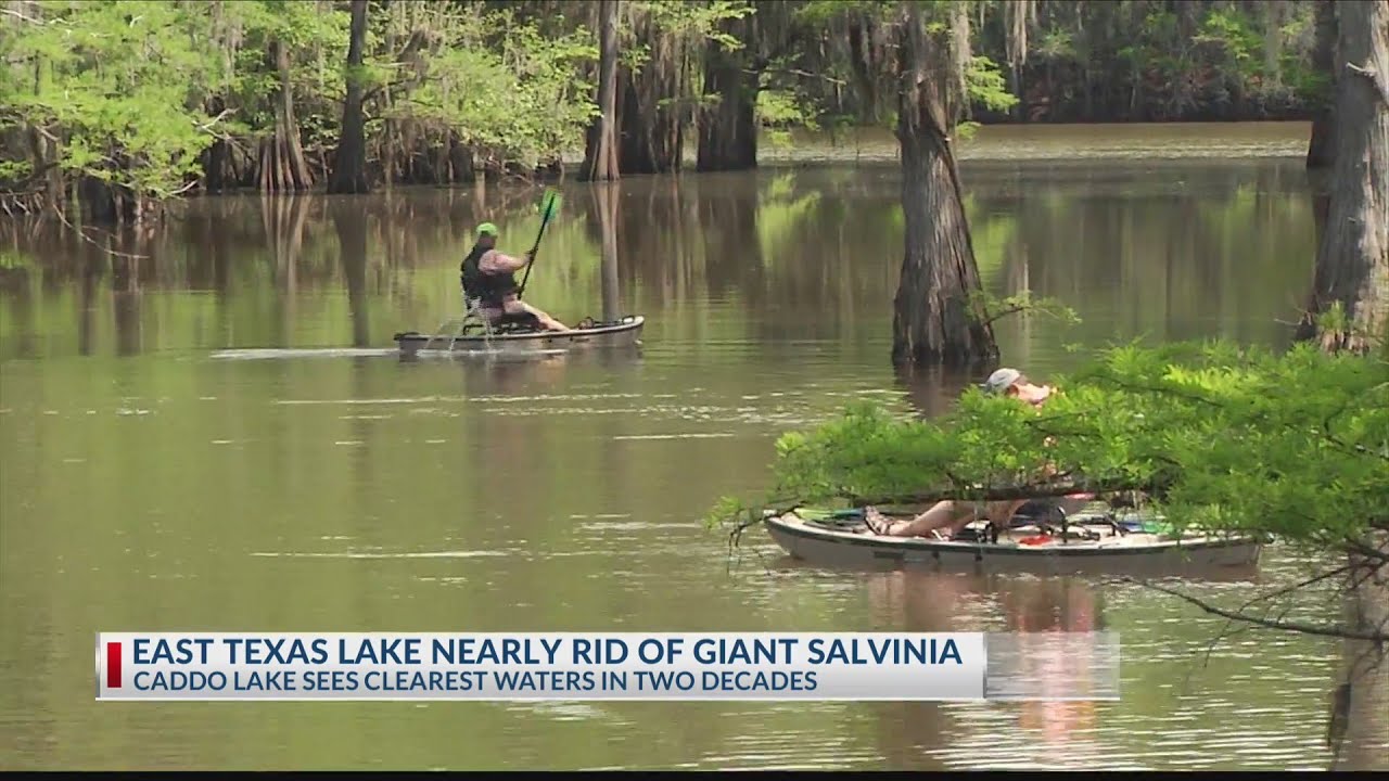 East Texas lake nearly rid of giant salvinia