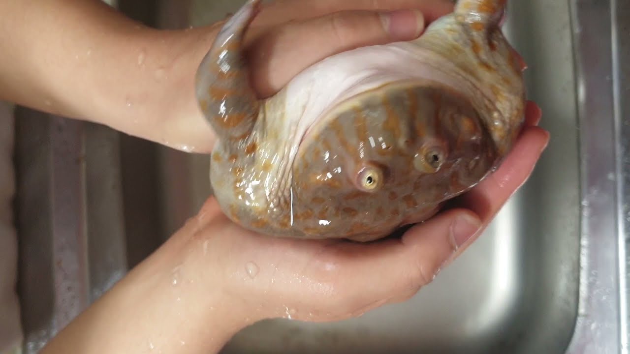 버젯프록 씻기기 Budgett's Frog taking a shower