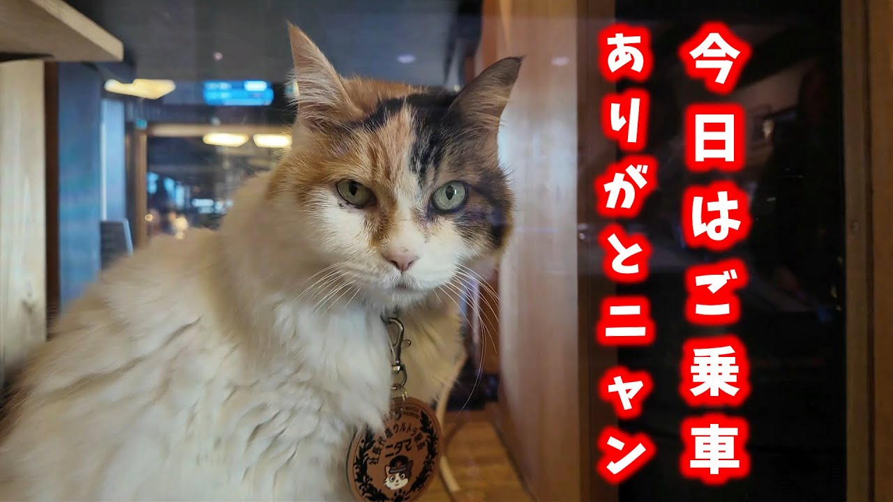 和歌山電鐵　貴志川線　貴志駅　ニタマ駅長さんに会ってきました😻