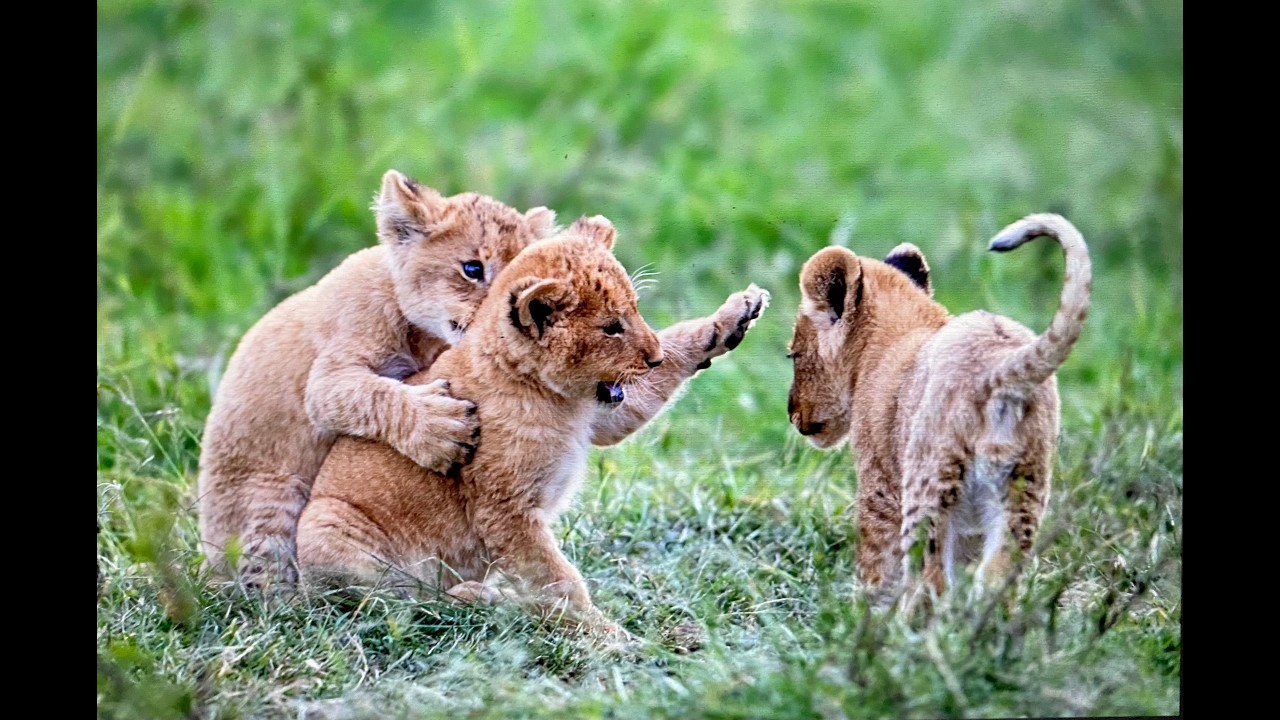 Angela with the Marsh Pride lionesses Kabibi and Cloudy Eye (aka Rambo), accompanied by their cubs