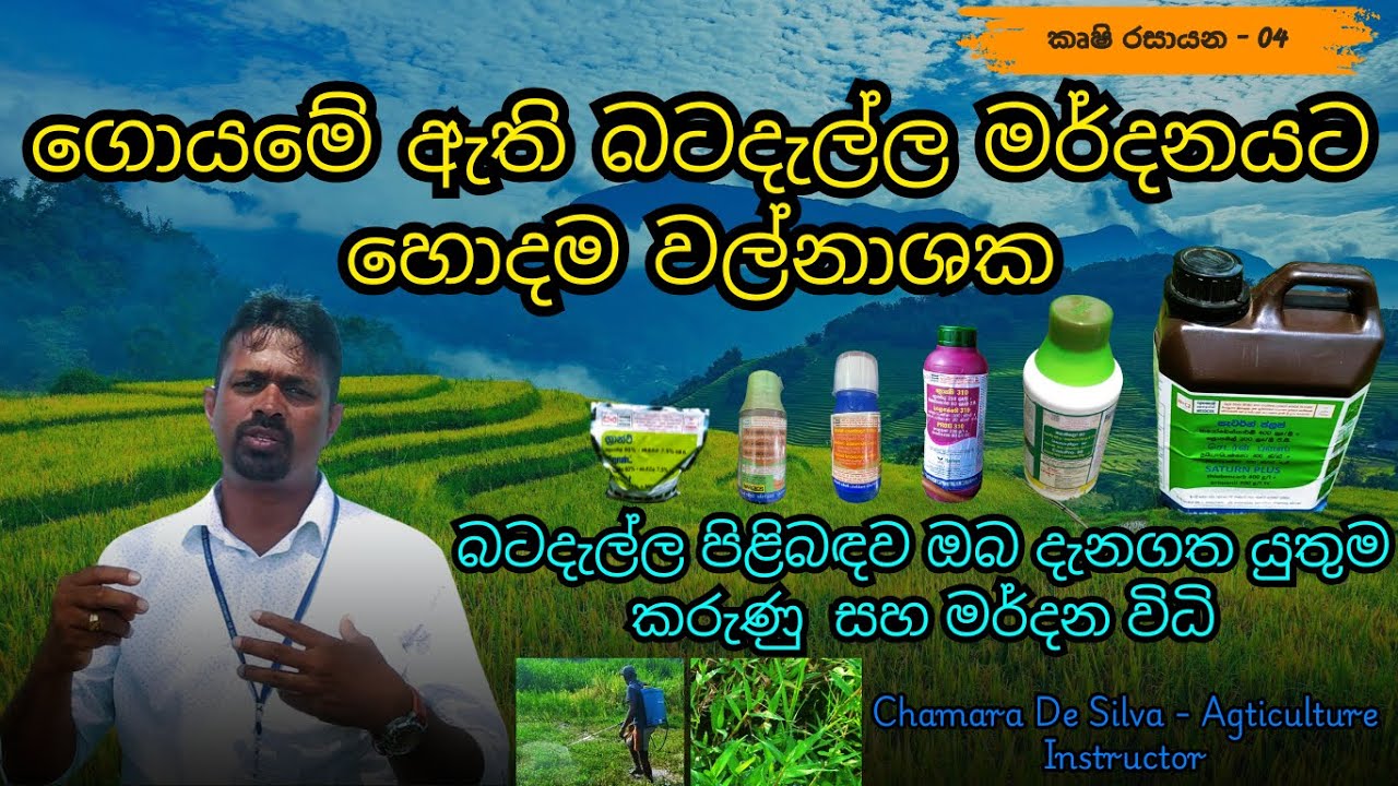 බටදැල්ල කරදරයෙන් නිදහස් වීමට නොවරදින වැඩපිළිවෙල | සරු අස්වැන්නක් සඳහා