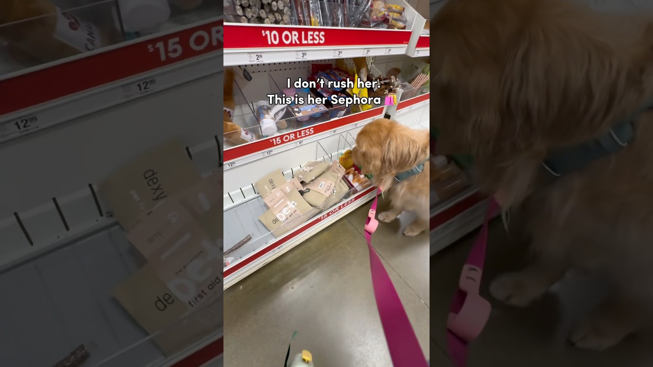 Whenever my dog is at the pet shop 🛍️  #dogshorts #dogs #goldenretriever #doglife #puppy #pets