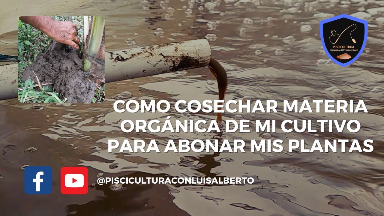 Como cosechar materia orgánica de peces y abonar mis plantas - Acuicultura