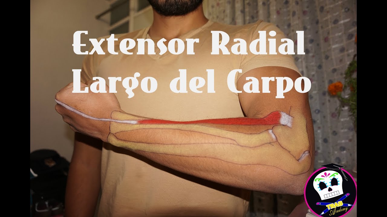 Extensor Radial Largo del Carpo