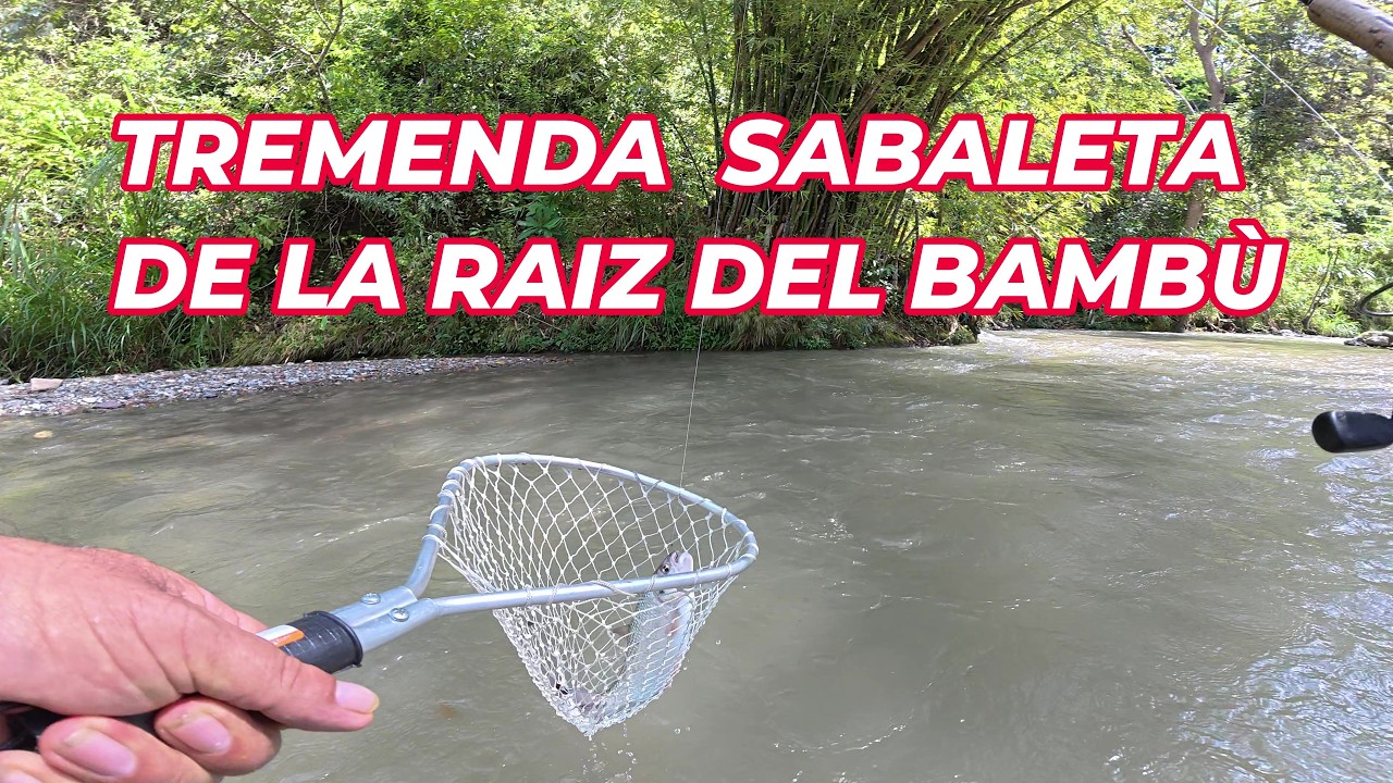 PESCA DE SABALETAS EN LA RAIZ DEL BAMBÙ