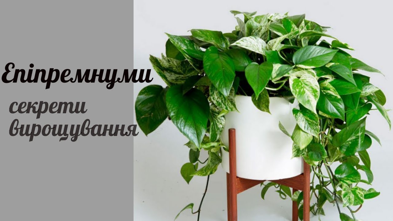 Епіпремнуми, ліани для домівок.