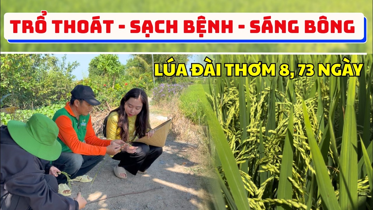 LÚA ĐÀI THƠM 8 - TRỔ THOÁT, SẠCH BỆNH, SÁNG BÔNG | NHÀ NÔNG AN TÂM ĐÓN TẾT
