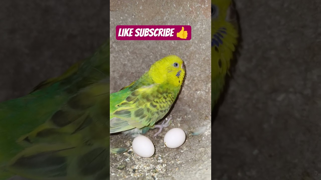Budjigs mini cage breeding #shorts #budgie_videos #budgiebreeding #budgiehealth #video