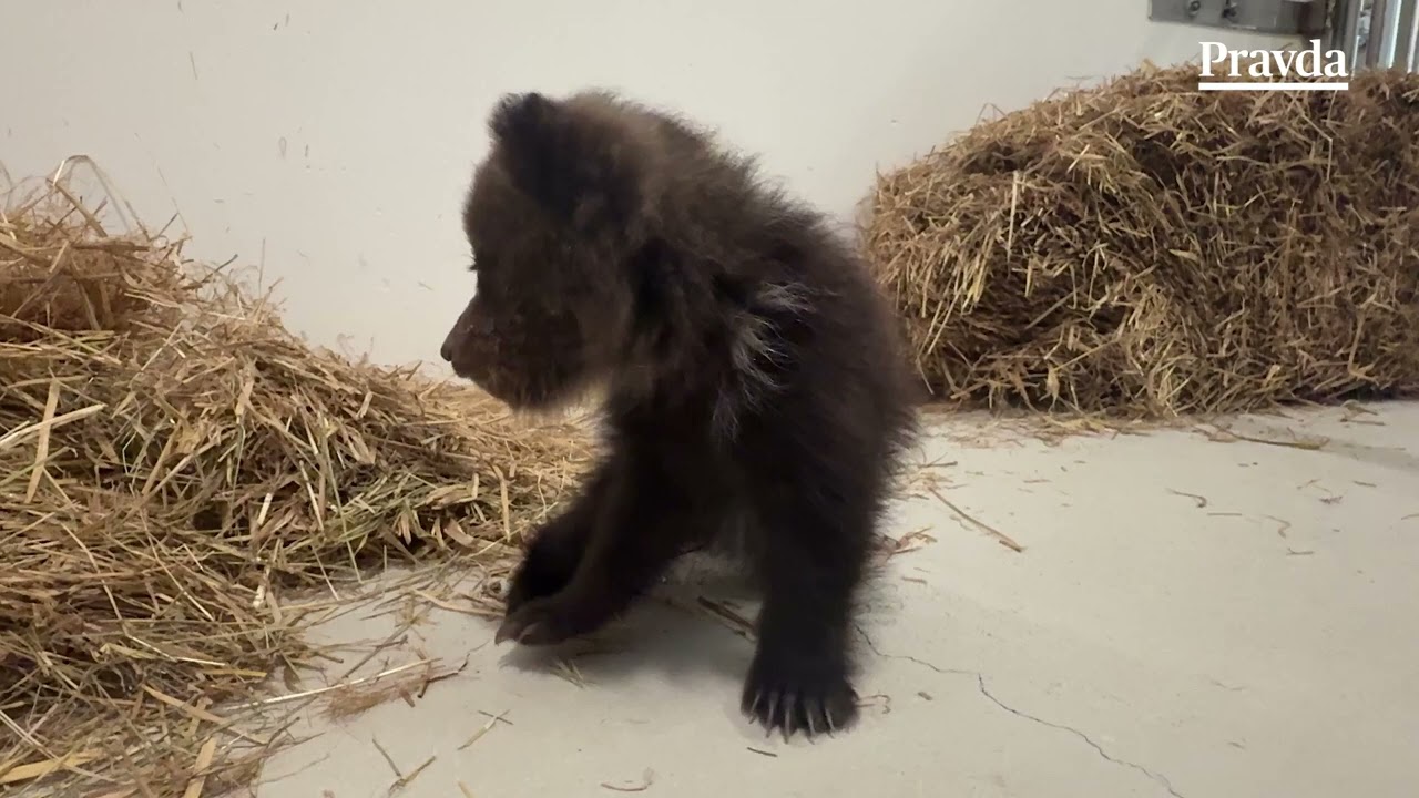 Medvieďatá našli potulujúce sa bez matiek, skončili v bojnickej zoo
