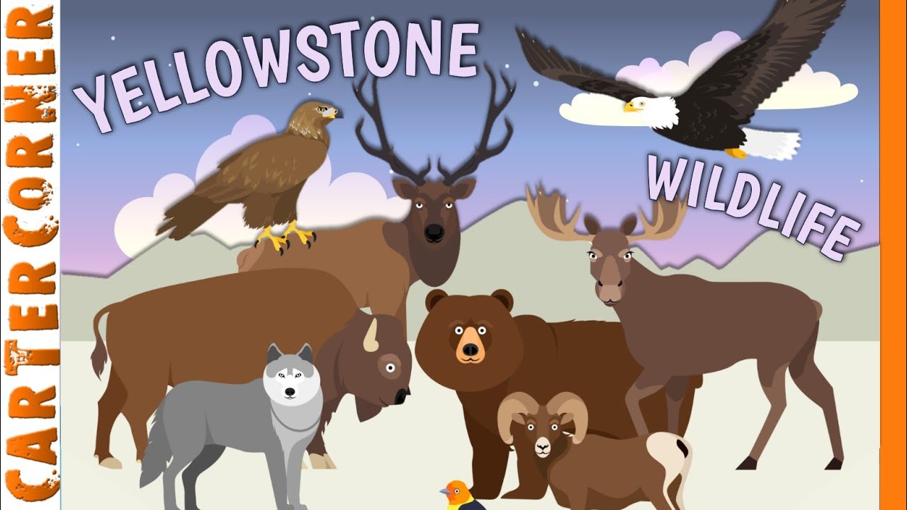 Animals of Yellowstone! | Travel With Kids