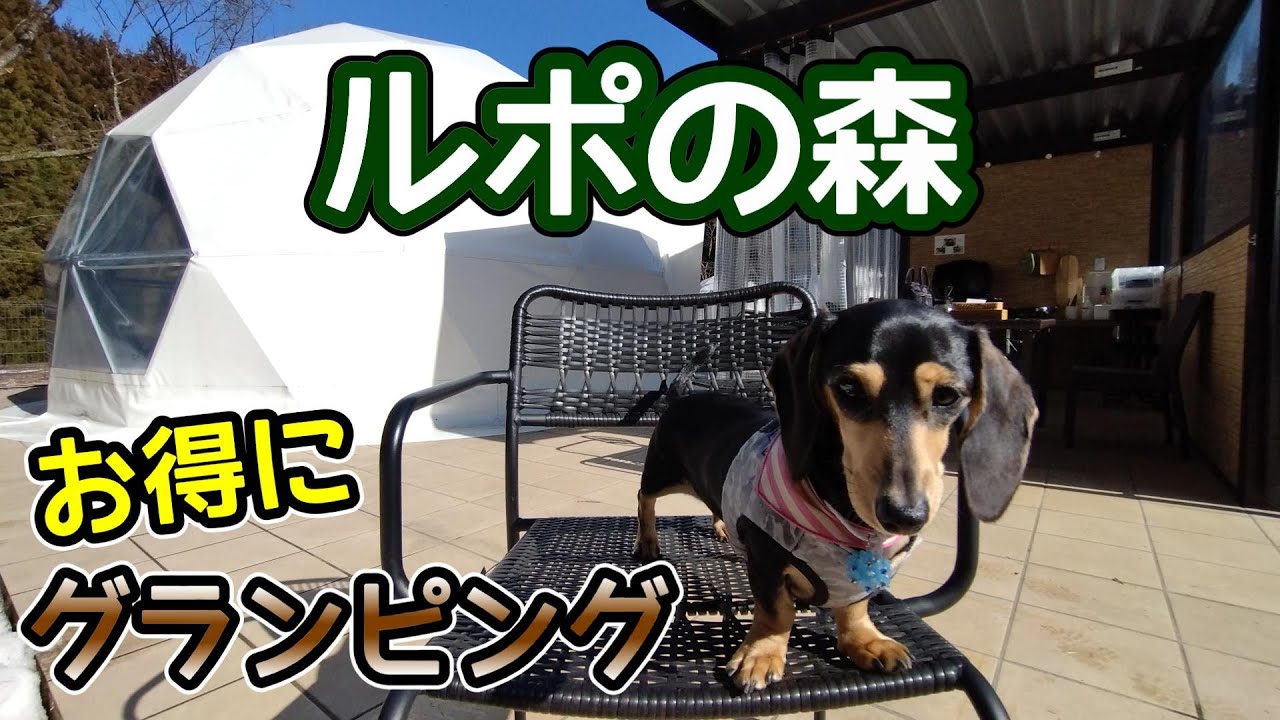 グランピングを初体験した【ミニチュアダックスフンド】愛犬と一緒