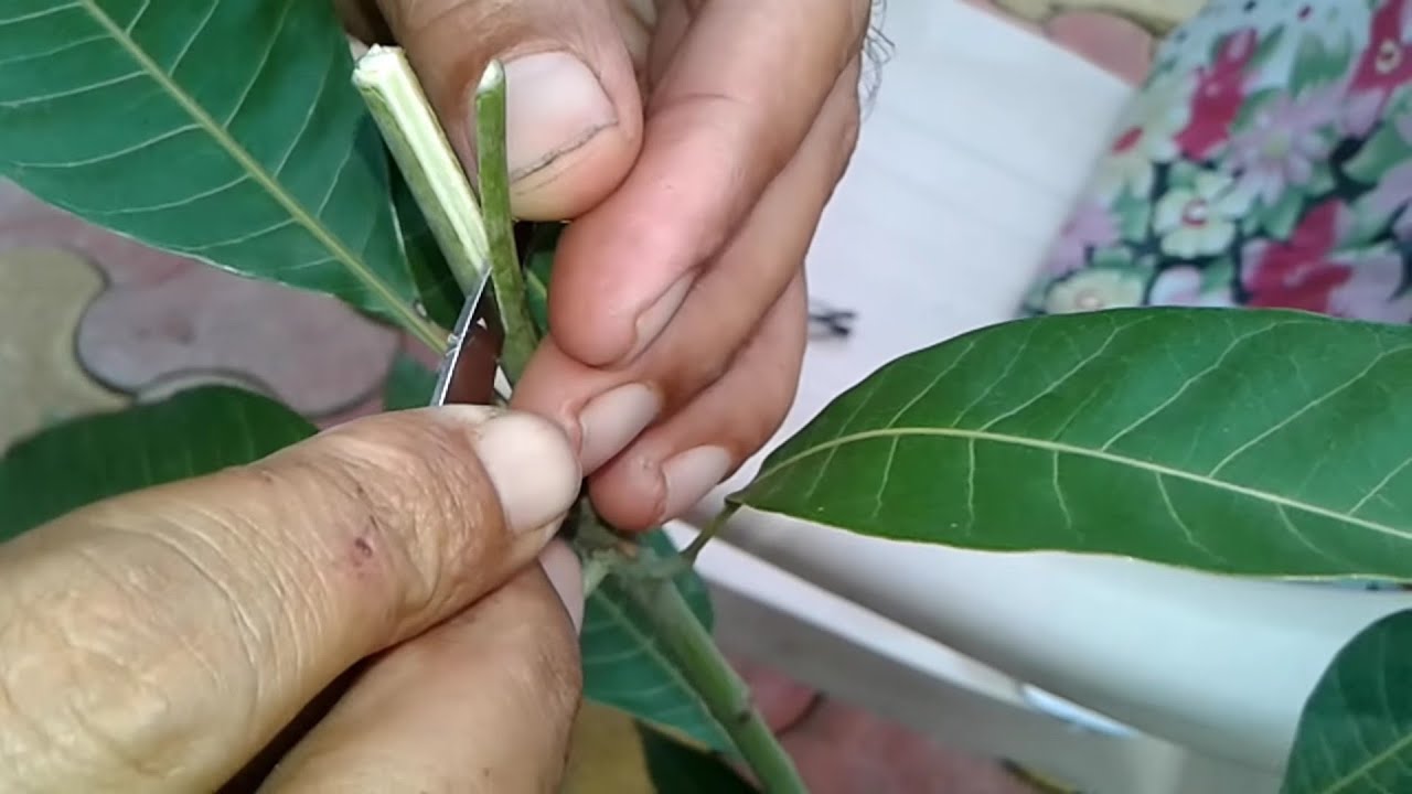 in-situ Softwood grafting on mango tree /आम पर मुलायम कलम कैसे करे