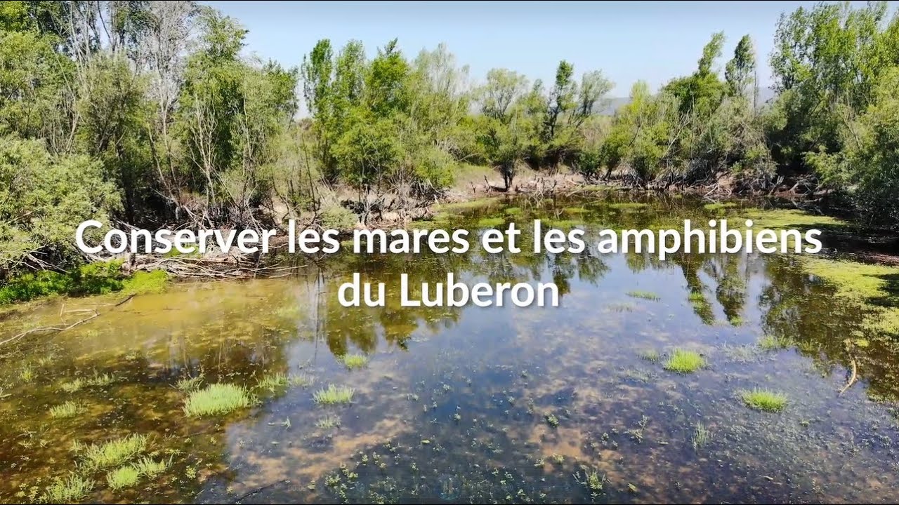 Luberon : conserver les mares et les amphibiens