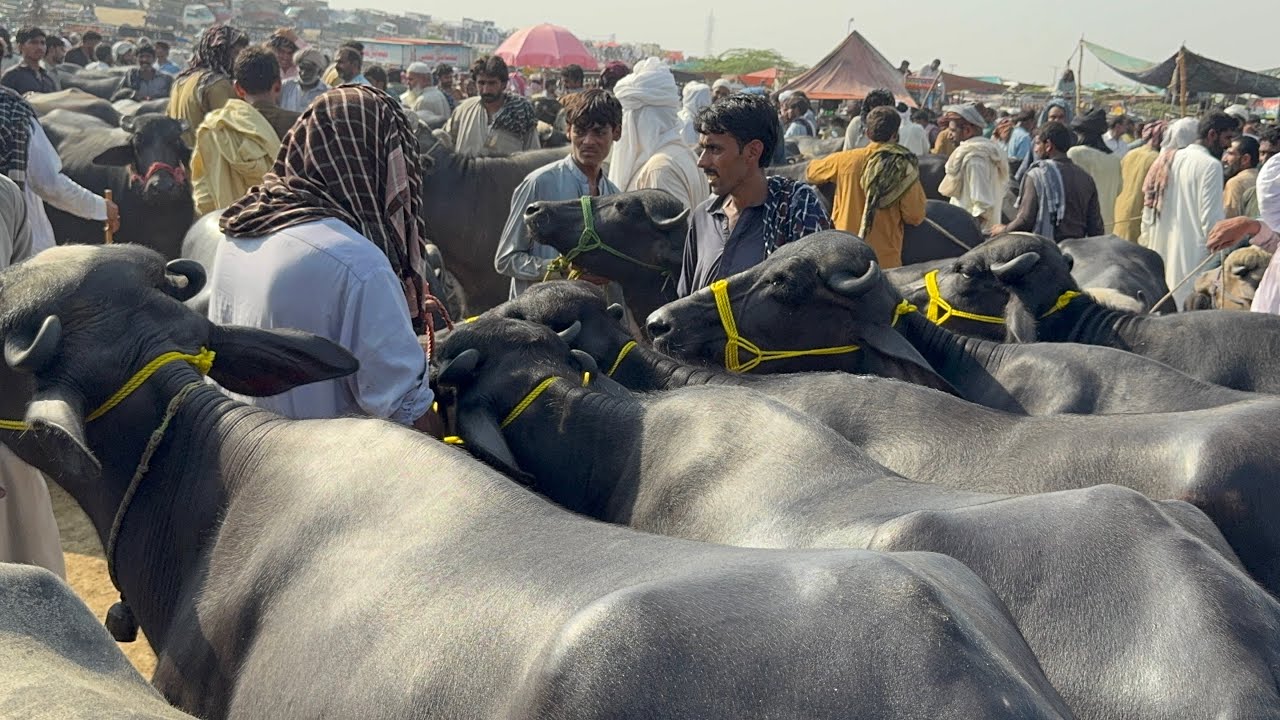 Today pull qambar Mandi Latest update | Buffalo Fresh rates update 2026 | Buffalo Mandi 2026 #pull