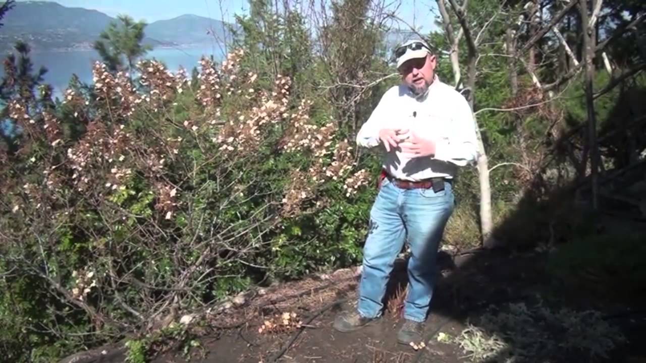 Ken Salvail's Okanagan Garden Report